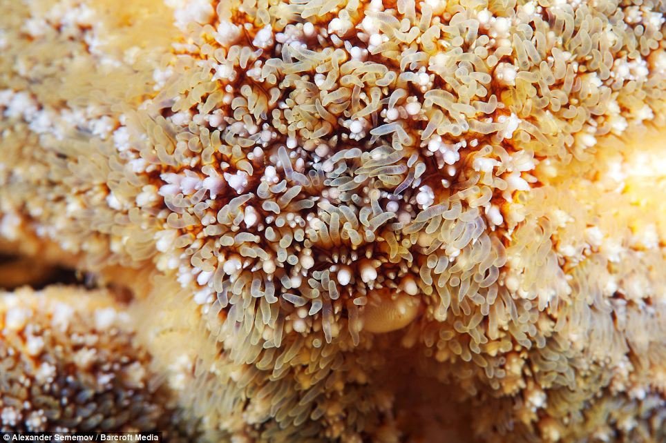 揭秘没脑袋的海洋生物:海星可再生断臂缺肢