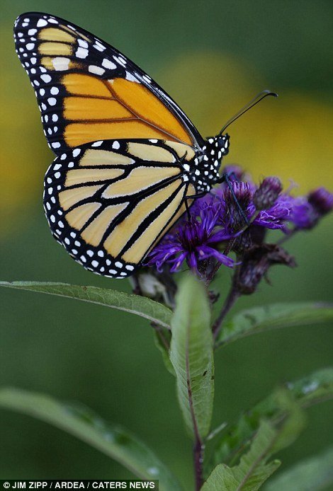 【精华】地球生物自然色彩_第2页_卡罗拉论坛_爱卡汽车
