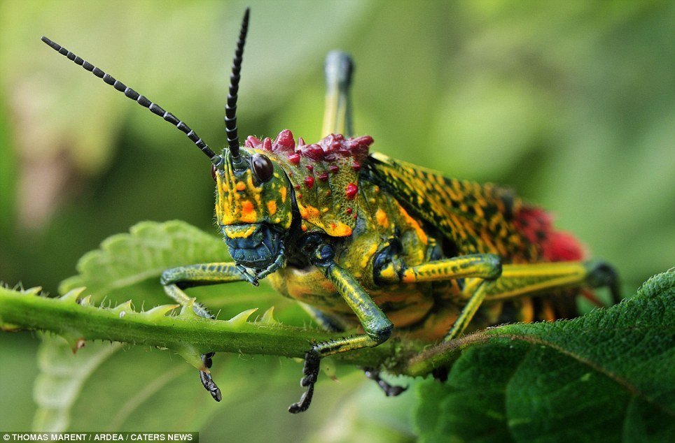 生活在马达加斯加岛南部的巨型蝗虫