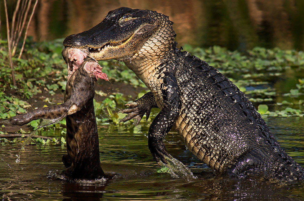 摄影师抓拍鳄鱼撕食山猫血腥一幕