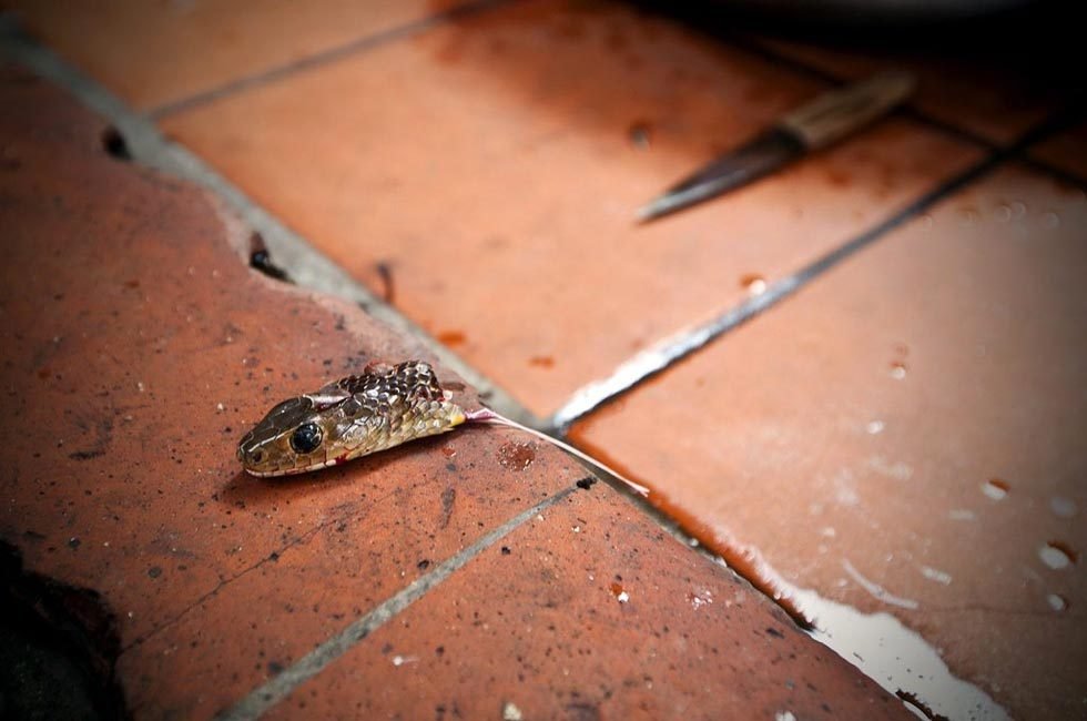 探访越南河内蛇村 - 木婴 木花 - 木婴 木花