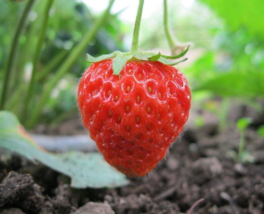 草莓怎么选青团怎么买 食安办与市民线上交流