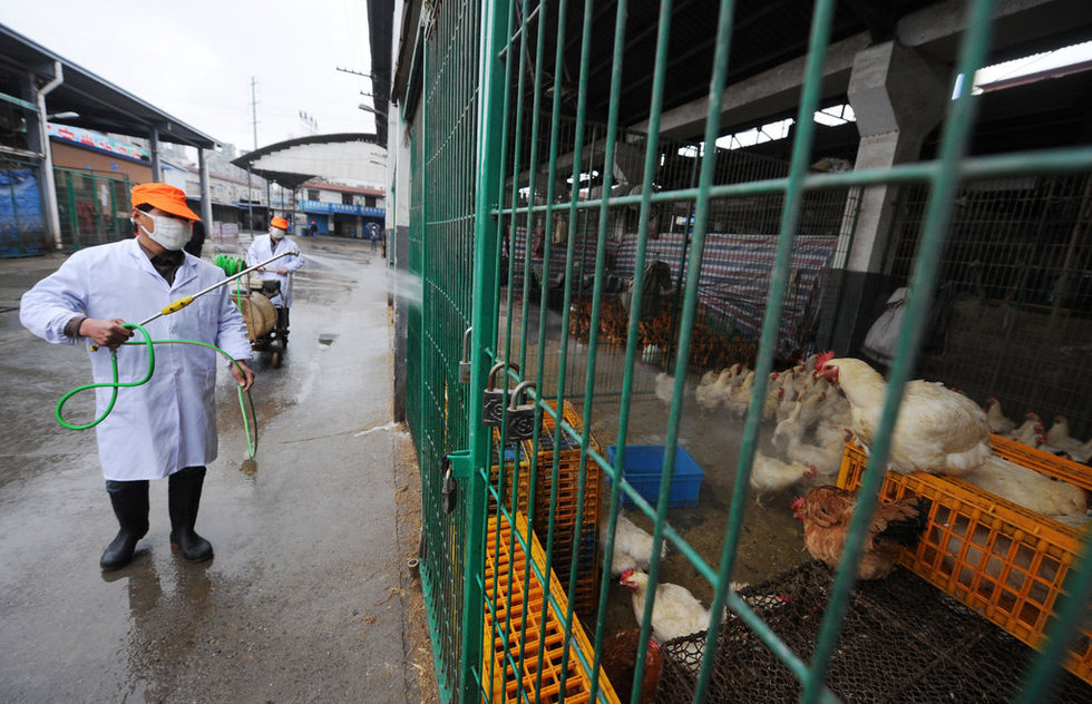 上海关闭活禽市场 2万多禽鸟被扑杀 - 007 - 007欢迎你的到来!