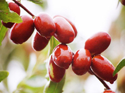 关中特色美食枣沫糊