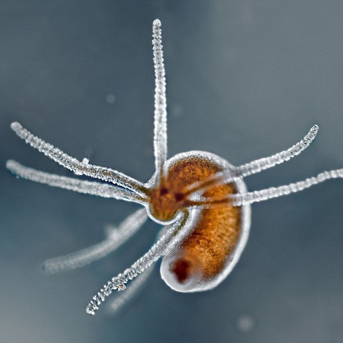 淡水生活的水螅纤细的触角,它们是水母和海葵的近亲物种