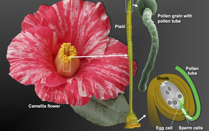 &nbsp; &nbsp;      山茶花花粉粒连接到柱头上的情景.