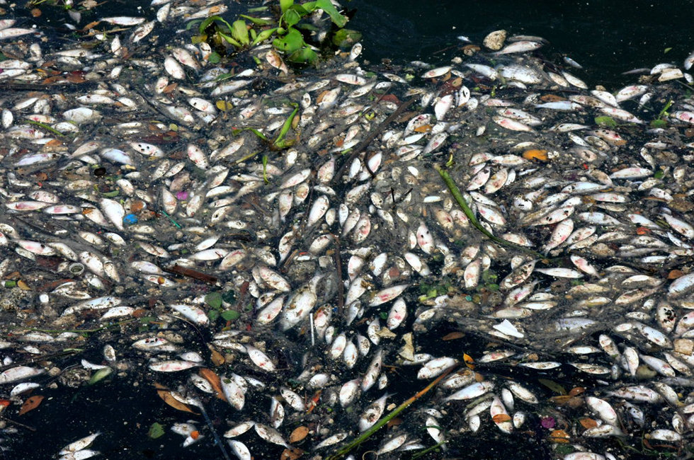 海南三亚河面漂浮大量死鱼