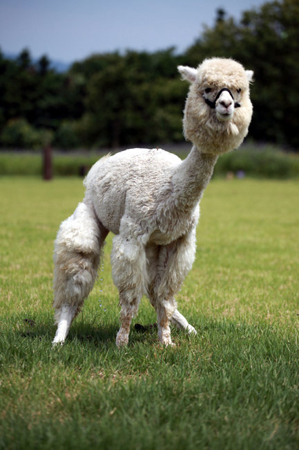 浙江羊驼夏装"卖萌" 这真是清凉度夏啊