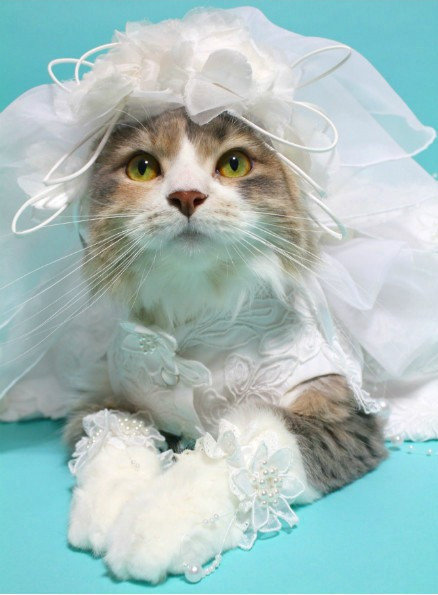 小猫穿婚纱_可爱的小猫