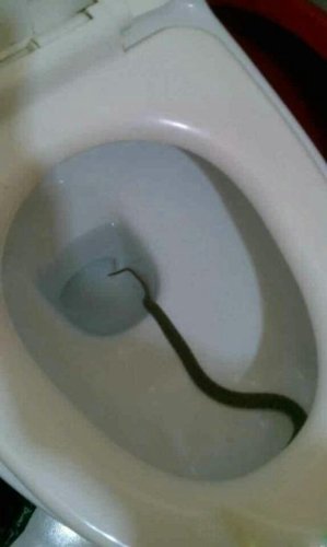 居民家中马桶内发现一条蛇 无奈憋尿报警