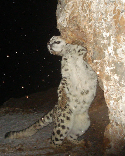 在夜间出没的雪豹.