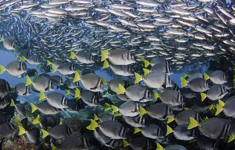 攝影師拍海獅穿行魚群漩渦狀隧道奇幻畫面