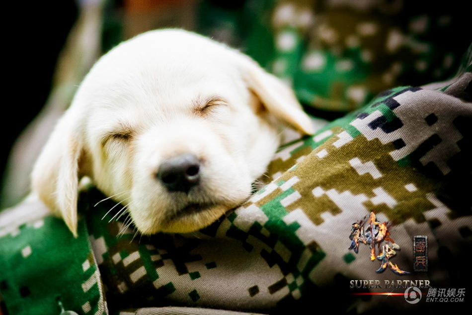 《神犬奇兵》曝萌宠成长记 可爱神犬俏皮卖萌