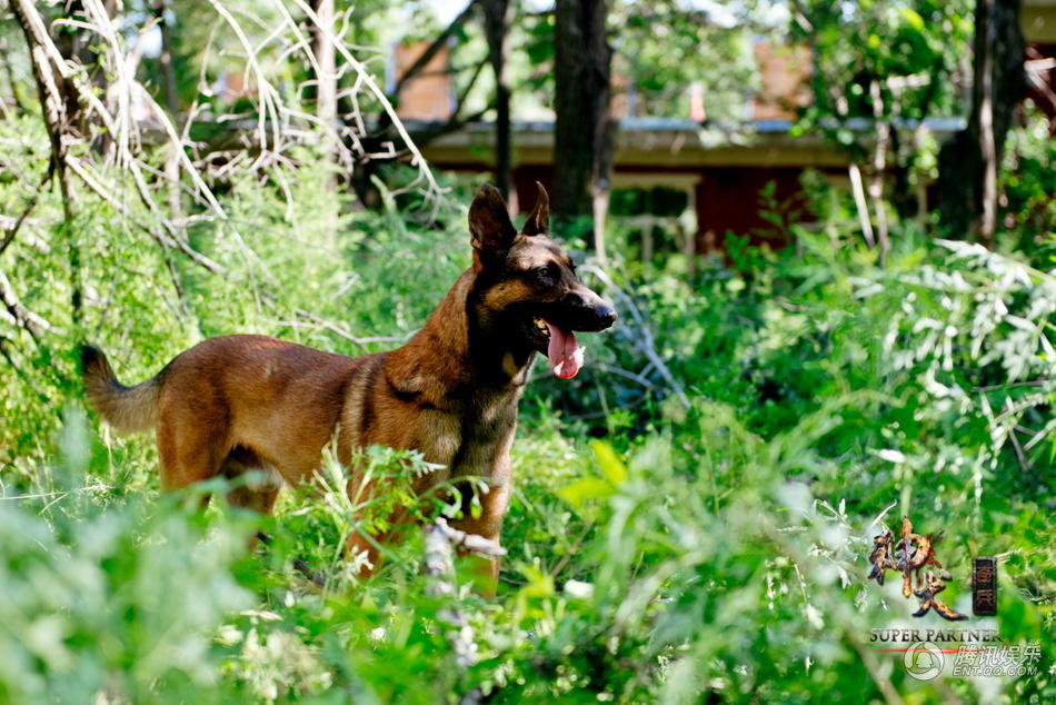 《神犬奇兵》曝萌宠成长记 可爱神犬俏皮卖萌
