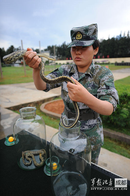 组图:解放军练胆有高招 卡车碾压空手抓蛇