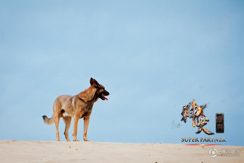 神犬奇兵白峰图片