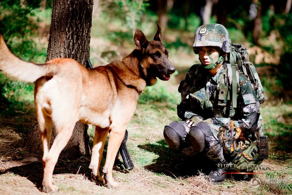 神犬奇兵今晚开播萌犬亮相玩转暑期档