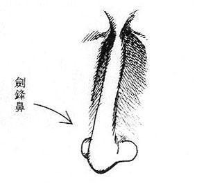 克夫的几种女人鼻子