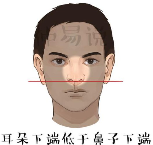 三,耳朵下端低於鼻子下端這種面相多為領導向,在大企業的高管中,這種