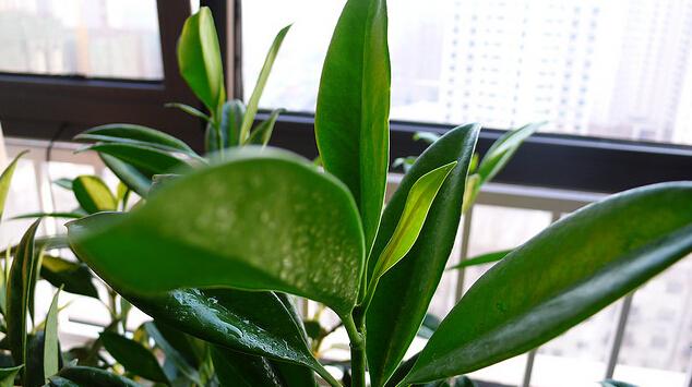 七种植物吸收毒气,室内盆栽让你清新一夏