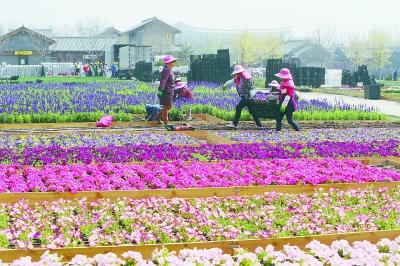 传统十大名花组团亮相 九州花境 大燕网北京站 腾讯网