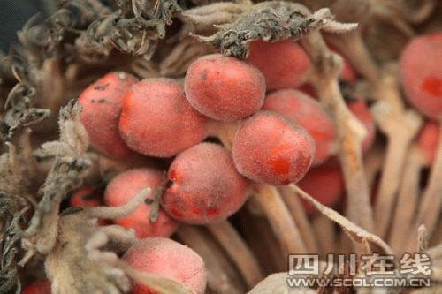 宜宾长宁县两株雌雄铁树结出近百枚红色果实(转)