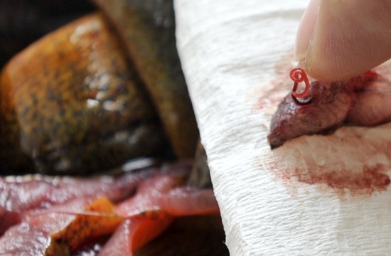 黄鳝体内现"血虫" 商家拒退货:不足为奇(图)