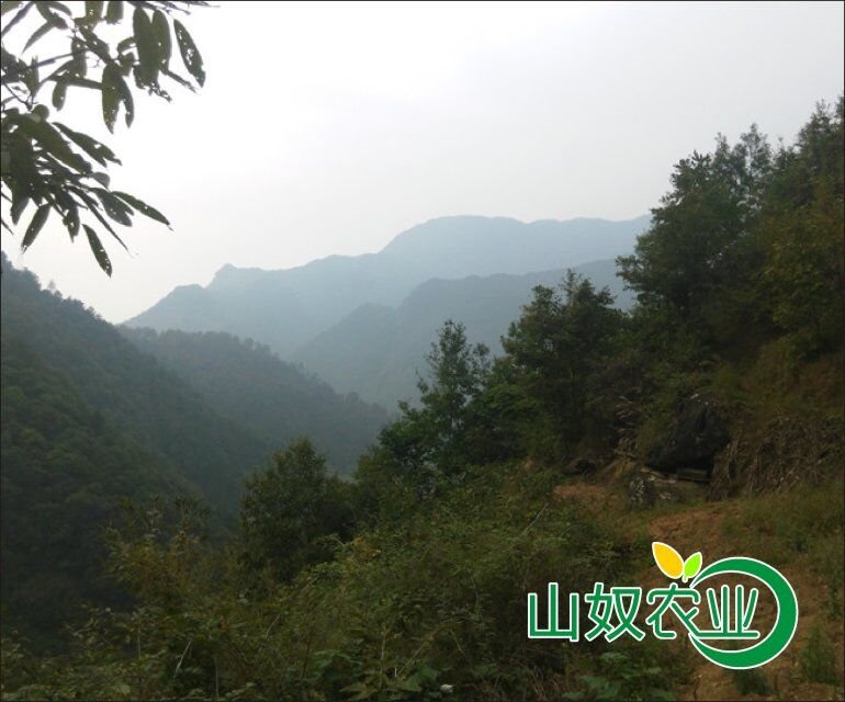 马边特产天麻 名贵药材