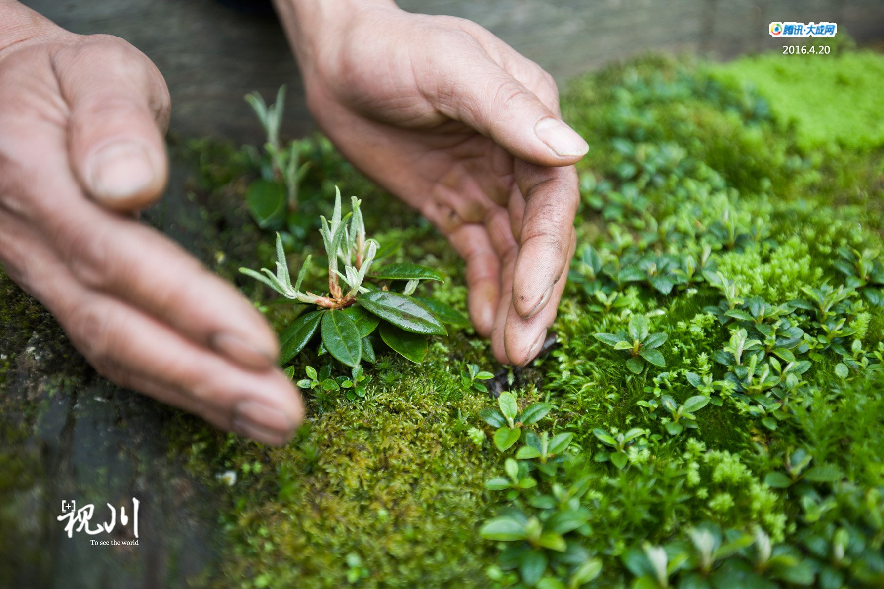 刚刚发芽的杜鹃花,鲜嫩且脆弱.