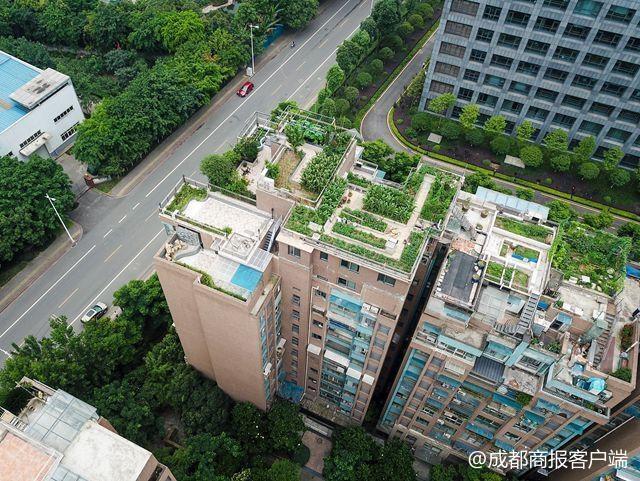 成都某小区15栋楼楼顶被"违建"攻陷 或被冻结产权