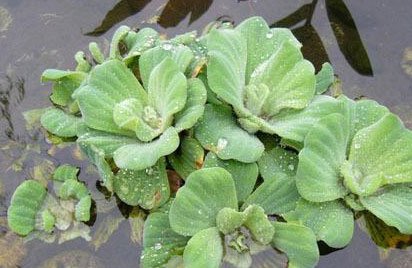 眉山现"外来生物"水白菜 疯狂生长致鱼儿惨死