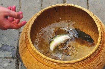 2千年崇州道明竹编盼传承 所编竹篮可打水