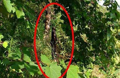 南充一局长被发现吊死在半山腰的树上 死因不明