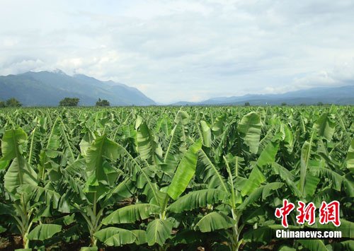 雲南香蕉種植時間多長