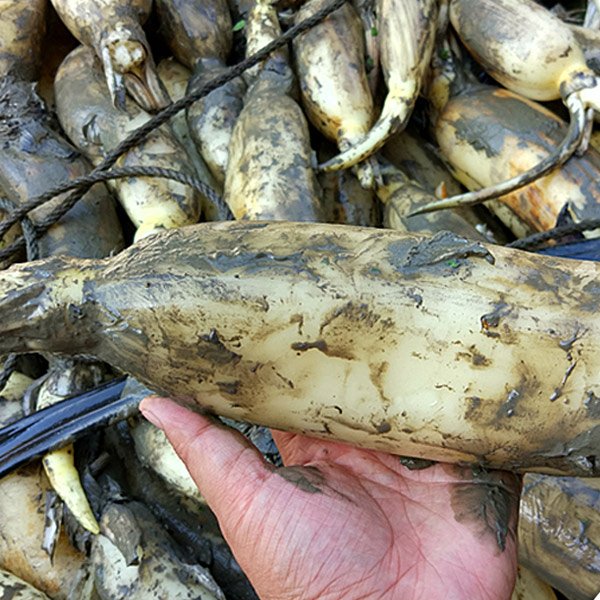 四川制造 四川遂宁田藕 莲藕现挖现卖新鲜蔬菜 煲汤粉藕 脆藕5斤装