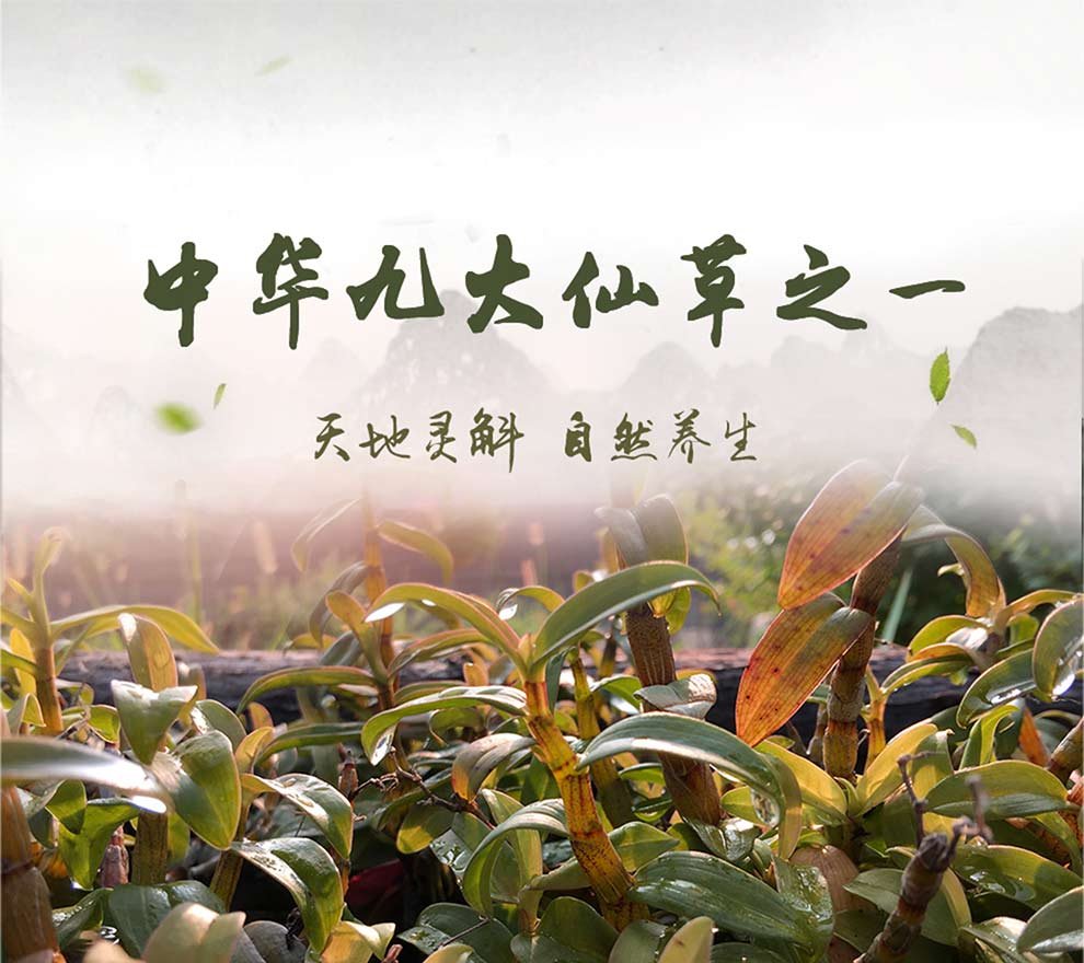 铁皮石斛花茶 取于天地 还于自然