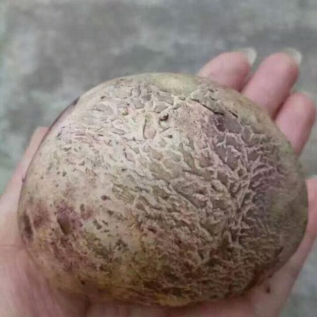 蜀南竹海干竹荪蛋 250g 清香嫩脆