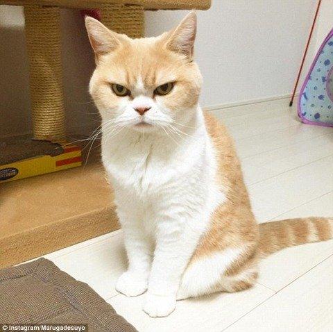 日本“生气猫”小雪成海外网红