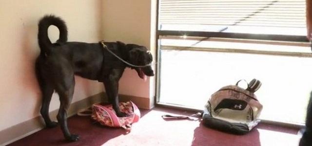 老司机!美国警犬可以嗅出含有色情内容的设备!