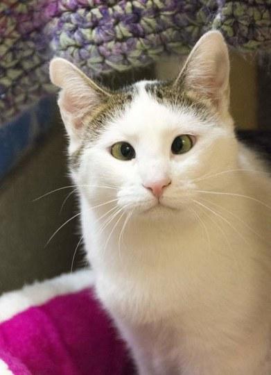 眼神好温柔 对眼猫咪成新晋网红