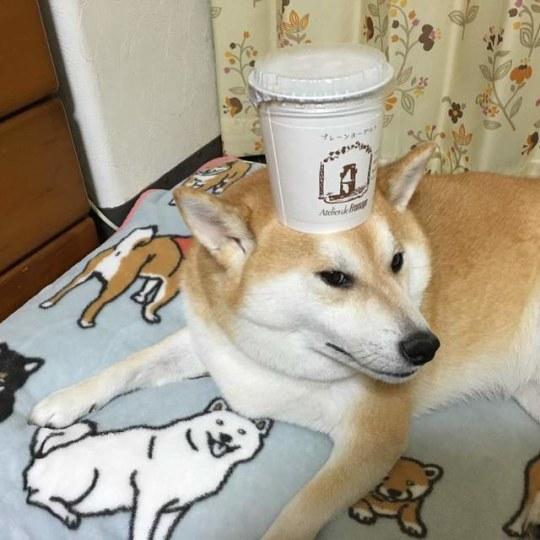 难道柴犬想要凭借顶功 超越二哈制霸狗界吗?