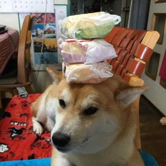 难道柴犬想要凭借顶功 超越二哈制霸狗界吗?