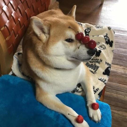 难道柴犬想要凭借顶功 超越二哈制霸狗界吗?