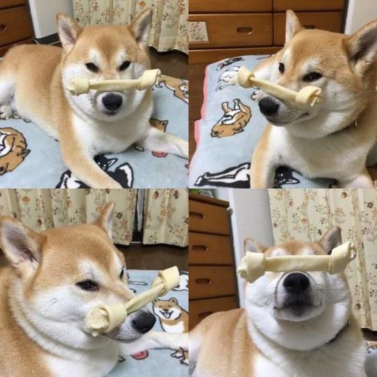 难道柴犬想要凭借顶功 超越二哈制霸狗界吗?