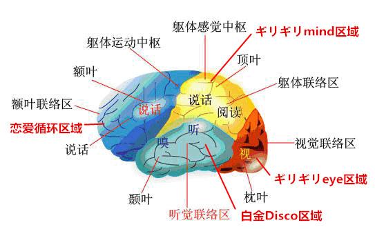 大脑皮层锥体细胞nmda受体与精神分裂症的关系