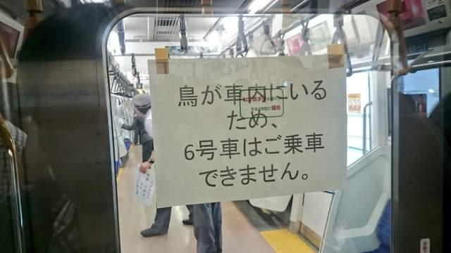 你奈我何？小鸟飞入日本地铁引发混战