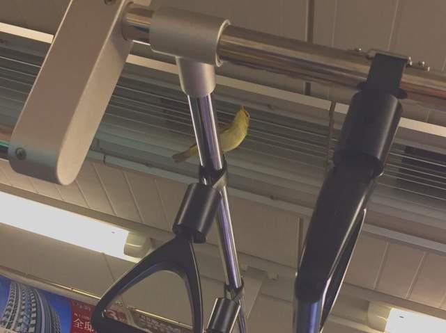 你奈我何？小鸟飞入日本地铁引发混战