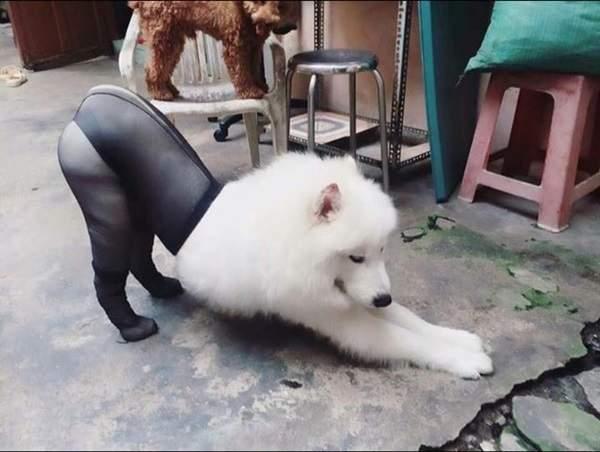 再也无法直视黑丝了! 狗狗穿丝袜雷翻众人