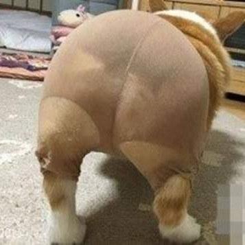 再也无法直视黑丝了! 狗狗穿丝袜雷翻众人