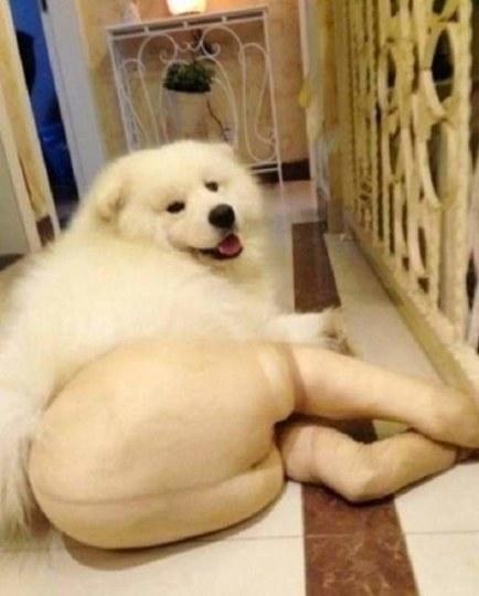 再也无法直视黑丝了! 狗狗穿丝袜雷翻众人